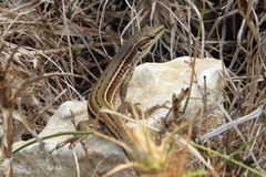 Podarcis waglerianus