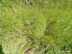 Aegilops triuncialis