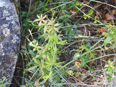 Rubia peregrina