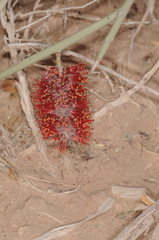 Prosopis sericantha