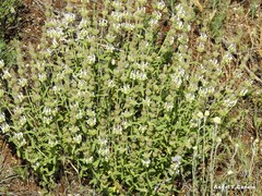 Sideritis hirsuta