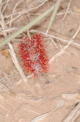 Prosopis sericantha