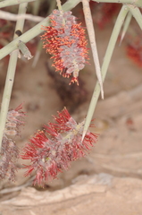 Prosopis sericantha
