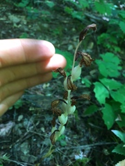 Cephalanthera austiniae
