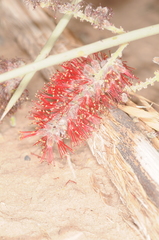 Prosopis sericantha