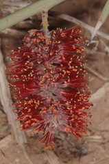 Prosopis sericantha