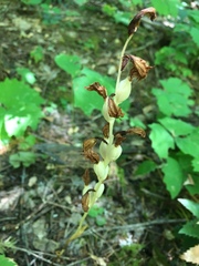 Cephalanthera austiniae