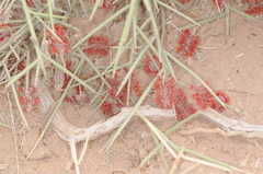 Prosopis sericantha