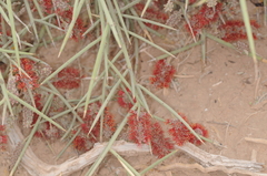 Prosopis sericantha