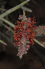 Prosopis sericantha