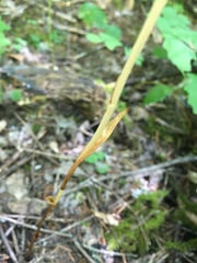 Cephalanthera austiniae