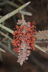 Prosopis sericantha