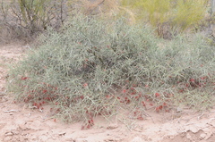 Prosopis sericantha