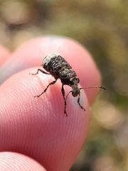 Eurymycter