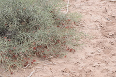 Prosopis sericantha