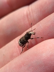 Eurymycter