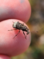 Eurymycter
