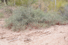 Prosopis sericantha
