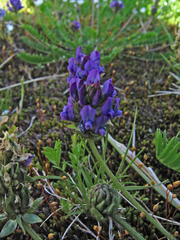 Oxytropis altaica