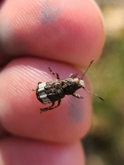 Eurymycter
