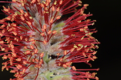 Prosopis sericantha