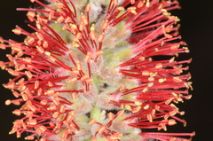 Prosopis sericantha