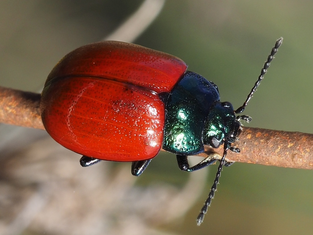 Chrysolina grossa