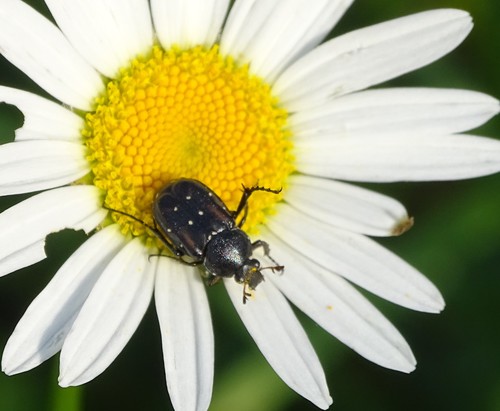 Photo of Longleg Wood Chafer (Stripsipher longipes)