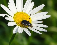 Stripsipher longipes