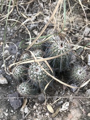 Echinocereus stolonifer tayopensis