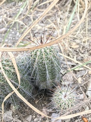 Echinocereus stolonifer tayopensis