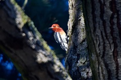 Sphyrapicus ruber ruber