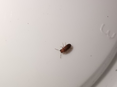 Gastrallus laevigatus