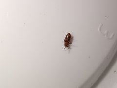 Gastrallus laevigatus