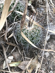 Echinocereus stolonifer tayopensis