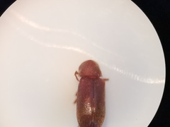 Gastrallus laevigatus