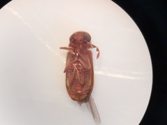 Gastrallus laevigatus