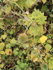 Geum japonicum
