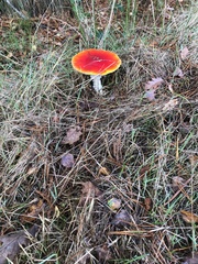 Amanita muscaria