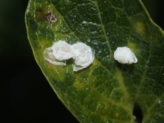 Tetragonocephala flava