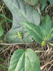 Passiflora cisnana