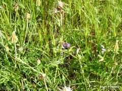 Aegilops triuncialis