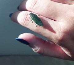 Chrysesthes tripunctata