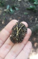 Proceratophrys concavitympanum