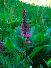 Pedicularis elata