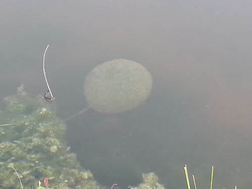 Pectinatella magnifica