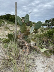 Opuntia tunoidea