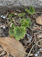 Malvella leprosa