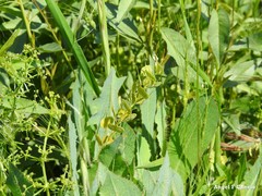 Aegilops triuncialis