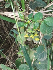 Capsicum rhomboideum